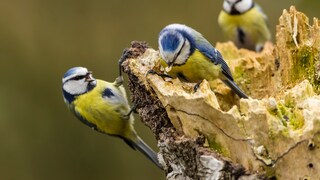 Blue tit (Cyanistes caeruleus), Fuldabrück, Hesse