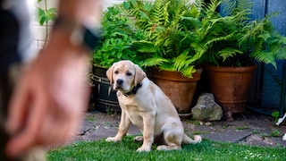Labrador puppy in the background, looking sad