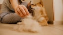 Dog Gets Brushed