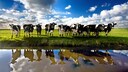Cows at a Water Trough