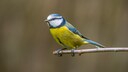 Blue Tit on a Branch