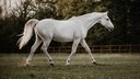 A white horse in a pasture