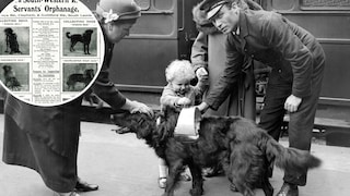 Railway Dogs