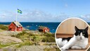 Swedish Coastal Landscape with Cat Collage Inserted