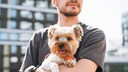 Stock Image: Yorkshire Terrier in someone's arms
