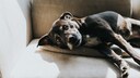 Dog Lies Stiff