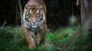 Tiger Approaches Head-On