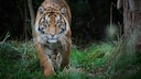 Tiger Approaches Head-On