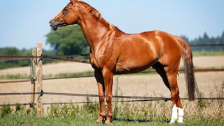 Trakehner Fox