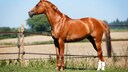 Trakehner Fox