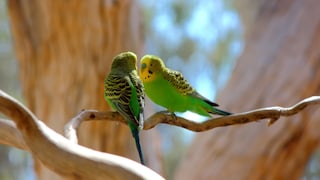 two budgerigars on a branch