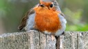 A robin perches on a fence