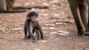 Baby Monkey Sits Alone