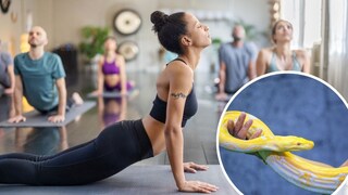 Collage of a Yoga Class and a Python on a Hand