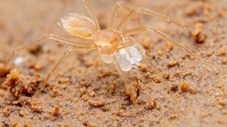 The Vang Vieng cave dwarf (Speocera vangvieng) measures only about one millimeter in body length.