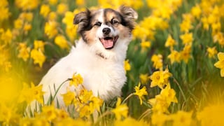 Puppy Sits in Blooming Dandelions