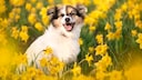 Puppy Sits in Blooming Dandelions