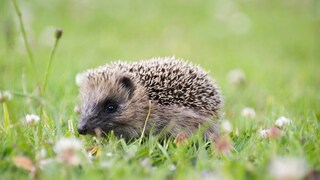 A young hedgehog on a meadow