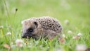 A young hedgehog on a meadow