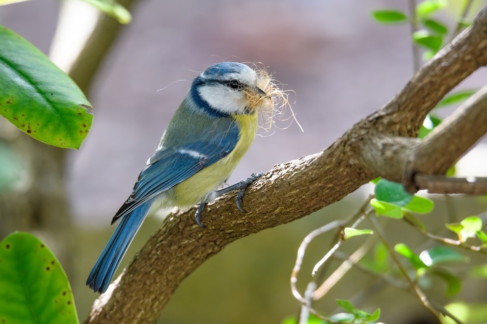 blue bird cigarette Blue Tits Use Cigarette Butts for Nest Building