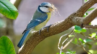 Blue tit with nesting material on a branch