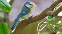 Blue tit with nesting material on a branch