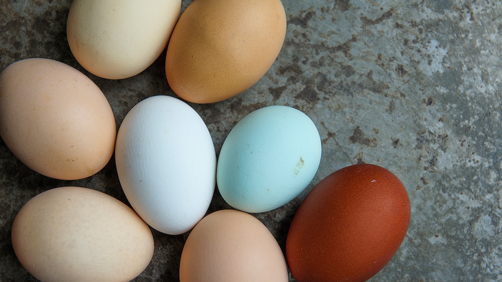 Nine different colorful eggs from various chickens