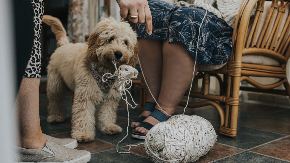Cockapoo Steals Ball of Yarn Despite Warning