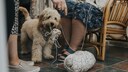 Cockapoo Steals Ball of Yarn Despite Warning