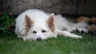 Dog Lies on the Lawn