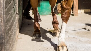 Horse Paws the Ground with Its Hoof