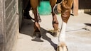 Horse Paws the Ground with Its Hoof