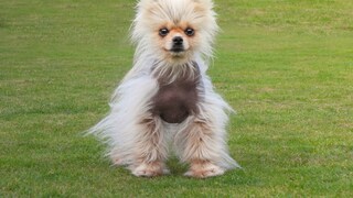 Pomeranian with Black Skin Disease, Alopecia X