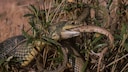 Western Montpellier Snake (Malpolon monspessulanus) Eats Another Snake