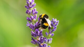 Bumblebee gathers on lavender blossom