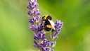 Bumblebee gathers on lavender blossom
