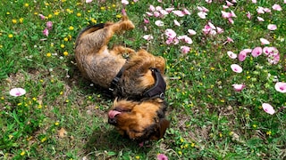 Young Dachshund Rolls on Blooming Meadow