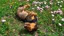 Young Dachshund Rolls on Blooming Meadow