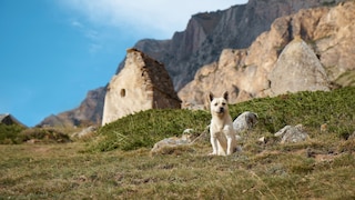 A dog in front of a mountainous backdrop