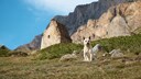 A dog in front of a mountainous backdrop