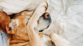 Close-up of a dog lying in bed with its paw over its eyes