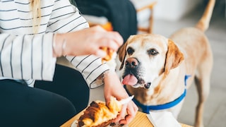 Dog Sits Next to Person Eating a Croissant, Stares at Food with Tongue Hanging Out