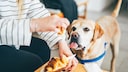 Dog Sits Next to Person Eating a Croissant, Stares at Food with Tongue Hanging Out