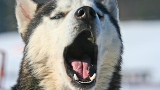Husky With Open Mouth