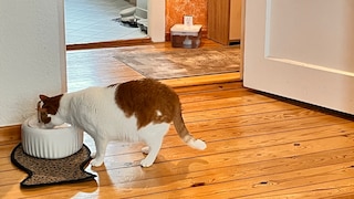 Cat Remo Drinks from Water Fountain
