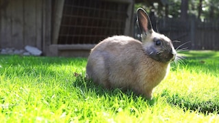 A rabbit sits on the grass in front of the outdoor enclosure.