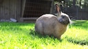 A rabbit sits on the grass in front of the outdoor enclosure.