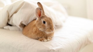 The rabbit lies on the bed, perking up one ear.