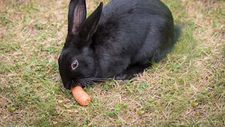 Rabbit Eats Carrot in the Meadow