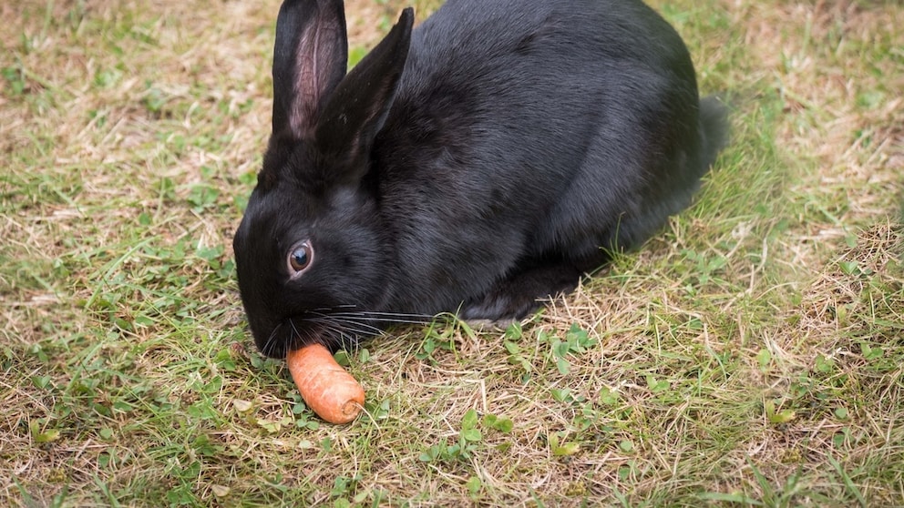 Rabbit Eats Carrot in the Meadow